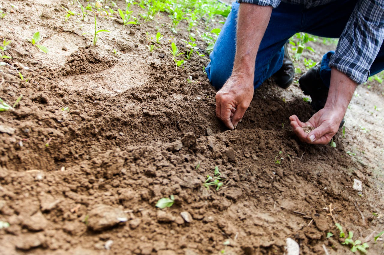 Gardening services Dubai - professional planning garden layout.