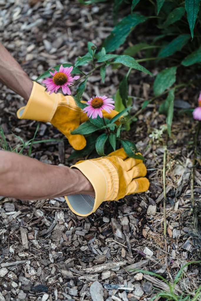 Gardening services Dubai - planting flowers in villa garden.